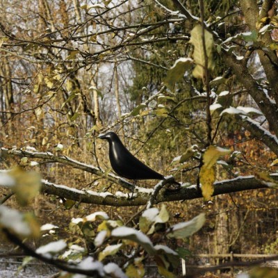 Rafael House Bird Decorative Ornament Rafael House Bird Decorative Ornament