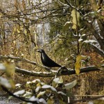Rafael House Bird Decorative Ornament