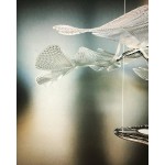 CHLOROPHILIA SUSPENSION