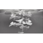 CHLOROPHILIA SUSPENSION